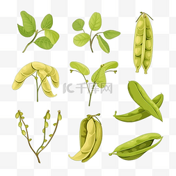 天然健康美食图片_大豆植物豌豆植物荚蔬菜豆类生成
