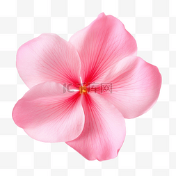 花瓣装饰背景图片_粉红紫荆花花瓣隔离png文件