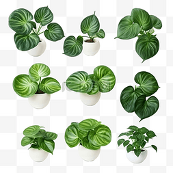 绿色植物特写图片_白盆中的绿色植物顶视图大象耳朵