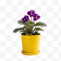 熱帶城市图片_紫色盆栽中简单美观的黄花室内植