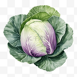 水彩白菜蔬菜剪贴画