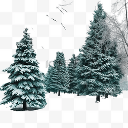 冬天雪松树图片_冬季公园里的绿色圣诞树被雪覆盖