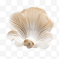 菌类生长图片_白色背景上的孤立牡蛎蘑菇切口