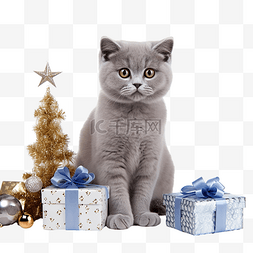 灰色的英国猫，带着节日主题的圣