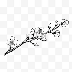 简单绘制的树枝与花朵孤立的树枝