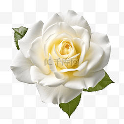 用剪切路径隔离的白玫瑰花