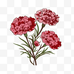 康乃馨剪贴画 康乃馨被描绘成红