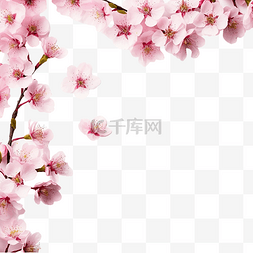 樱花樱花边框