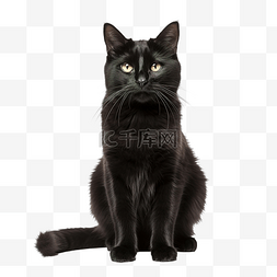 肖像坐黑猫