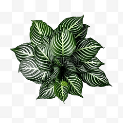 叶 Calathea Ornata 针条纹背景白色隔