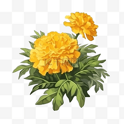 皇家花图片_数字绘画隔离黄色万寿菊花的灌木