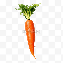 生产图片_橙色胡萝卜这是一种蔬菜