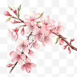 櫻花水彩