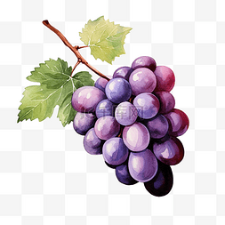 水彩葡萄剪贴画