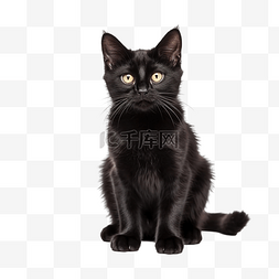 可愛的黑貓