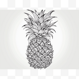 菠萝插图是用黑白绘制的