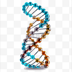 透明DNA