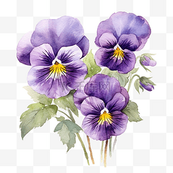 紫色三色堇花的水彩画