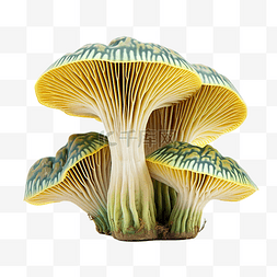 蘑菇和花图片_绿色和黄色的蘑菇