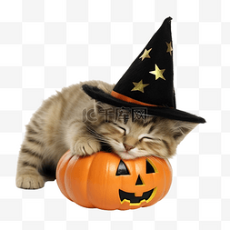 橘猫睡觉图片_戴着女巫帽子的滑稽小猫睡在杰克