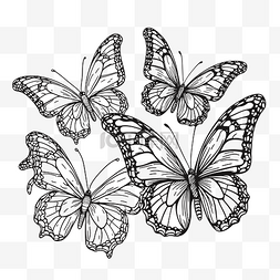 蝴蝶白本图片_蝴蝶在白色背景轮廓素描上的着色
