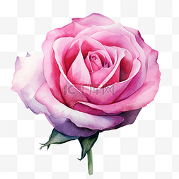 粉红玫瑰水彩画