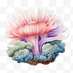 海葵水彩