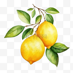 手繪水果图片_水彩柠檬水果
