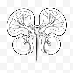 解剖人体肾脏矢量线图标手绘内部