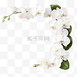 白色蝴蝶兰花花束框架