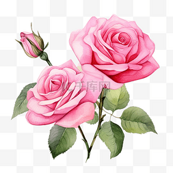 美丽的粉红色玫瑰花朵水彩插图