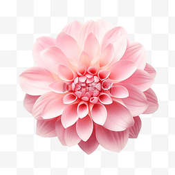 水彩粉色藤蔓花图片_美丽的花瓣花