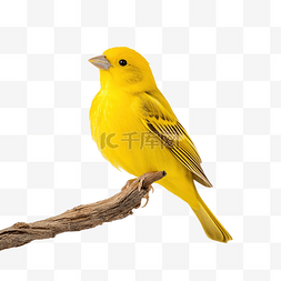 黄色的羽毛图片_黄色的鸟栖息在树枝上