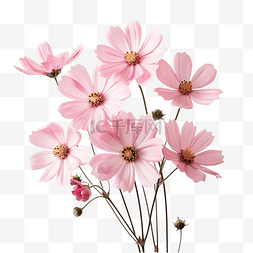 粉红色的花朵简单