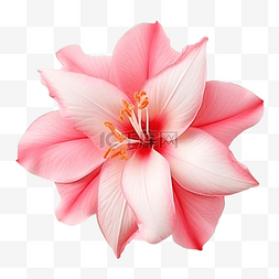 粉红色的异国情调的花