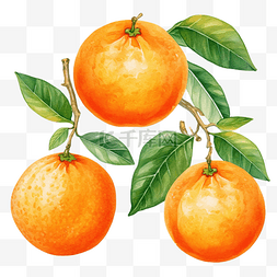 橙色水果水彩剪贴画