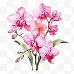粉色兰花花花束水彩