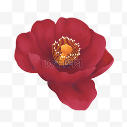 花的免抠图片_红色花朵花蕊花瓣