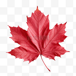 抽象树叶背景图片_红色的秋叶