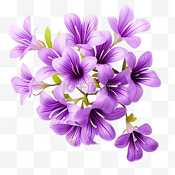夏天紫色树叶图片_紫色花孤立