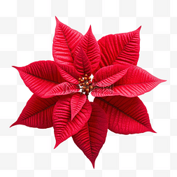 圣诞星植物一品红大戟 pulcherrima 