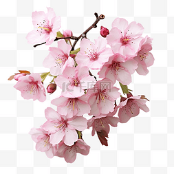 花粉图片_櫻花粉紅色的花朵