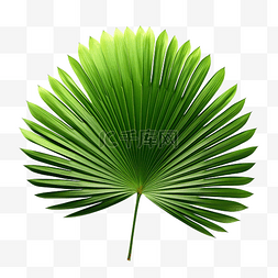 扇形叶图片_热带自然绿色扇形棕榈叶PNG文件