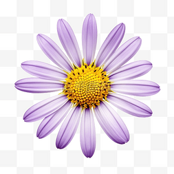 紫色花瓣和黄色中心的花