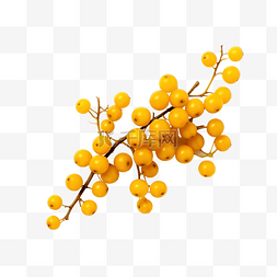 植物影绘图片_黄色浆果秋天