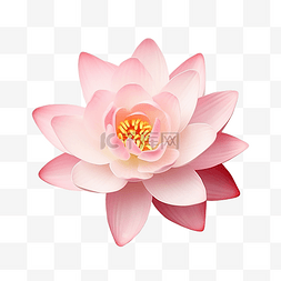 中白色荷花图片_孤立背景中盛开的粉红百合或莲花