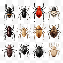 动物彩色剪影图片_可怕而逼真的彩色手绘甲虫和蜘蛛
