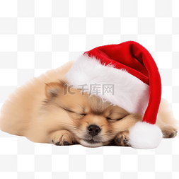 博美犬动画图片_圣诞节时，有趣的毛茸茸的博美犬