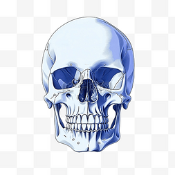 骨骼脊柱图片_最小风格的头骨 x 射线插图
