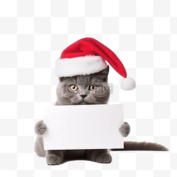 猫拿着空白贺卡圣诞装饰